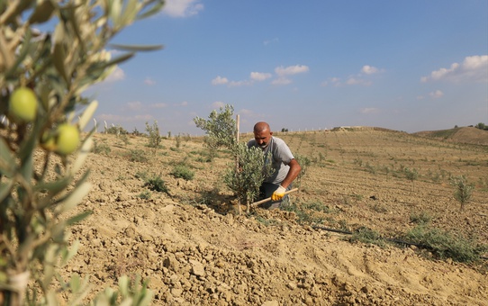 Diyarbakır Lice'de gazi olan memur, Adana'da 950 zeytin fidanı yetiştiriyor
