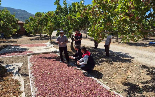 Denizli Güney'de Antep fıstığı hasadının ilk ürünü Kaymakam katılımıyla toplandı