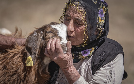 Erzurum Çat'ta Değdaş çifti, 50 yıldır 6 çocuk büyütüp 200'e yakın koyun otlatıyor