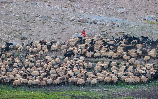 Hakkari'nin Berçelan Yaylası'nda 4 ay kalan göçerler, 900 hayvanı Batman'a götürüyor