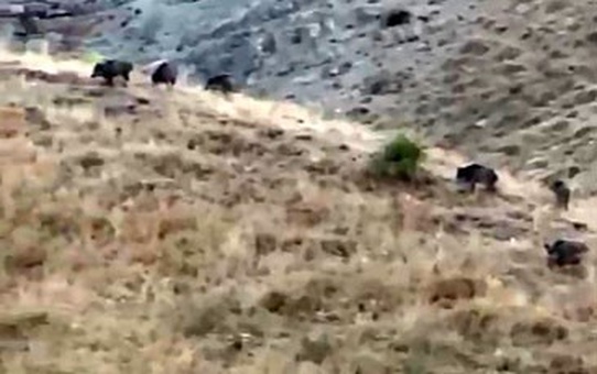 Hakkari Yüksekova'daki elma bahçesini domuz sürüleri hasada 10-15 gün kala ziyan etti