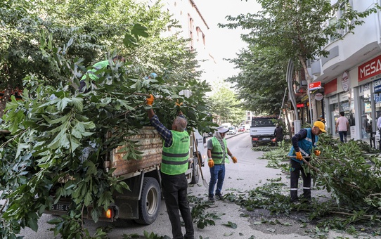 Van Büyükşehir Belediyesi ekipleri, Zübeyde Hanım Caddesi'nde dalları budadı