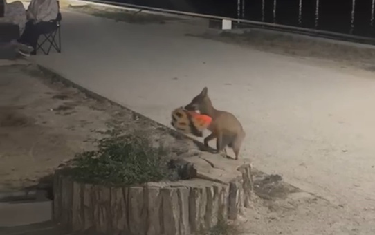 İzleyenler yapay zeka sandı! Şehre inen tilki kapkaç yaptı