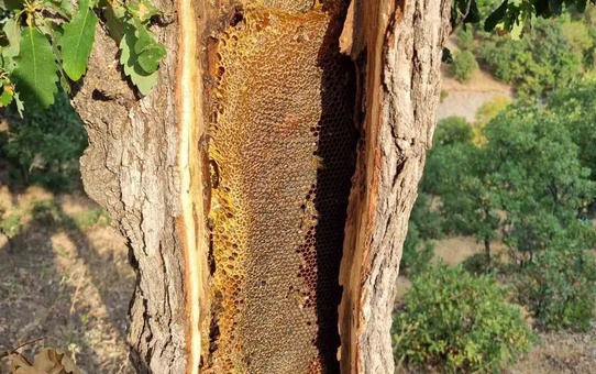 Elazığ Palu'da Bayram Özdoğan arı dolu ağaç gövdesini kesip kilolarca bala ulaştı