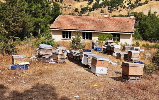 Kütahya Emet'te arılı kovan tespiti yapıldı, kontrollerin sürdüğü belirtildi