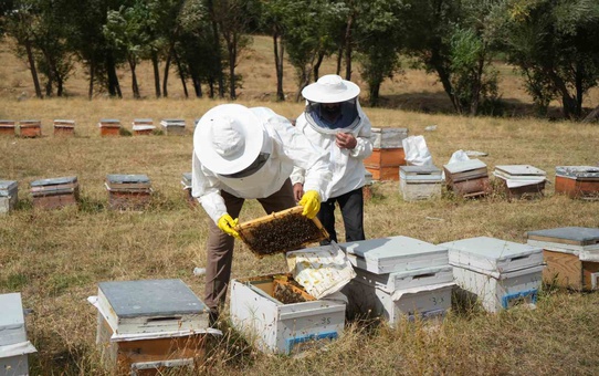 Muş'ta 710 arıcı, 290 bin kovandan yaklaşık 700 ton bal elde ederek hasadı tamamladı