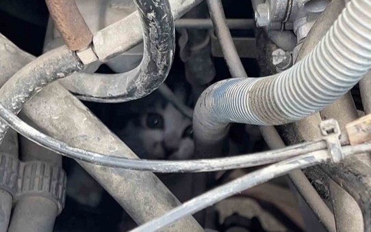 Sivas'ta motor aksamında sıkışan yavru kedi itfaiye ekiplerince kurtarıldı
