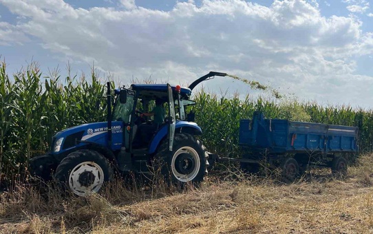 Van Tuşba'da silajlık mısır hasadında dekardan 6-7 ton verim elde ediliyor