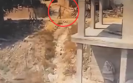 Adana Sarıçam'da köpeğe sopayla şiddet anları kameraya yansıdı, soruşturma başlatıldı