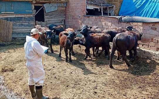 Çay İlçe Tarım ekipleri Deresinek ve Eber'de büyükbaşlara şap ve brusella aşısı yaptı