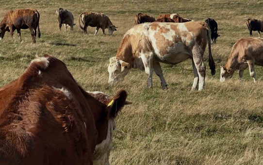 Aydıntepe'de Günbuldu ve Kavlatan'da şap aşısı yapıldı, köy sayısı 7'ye ulaştı