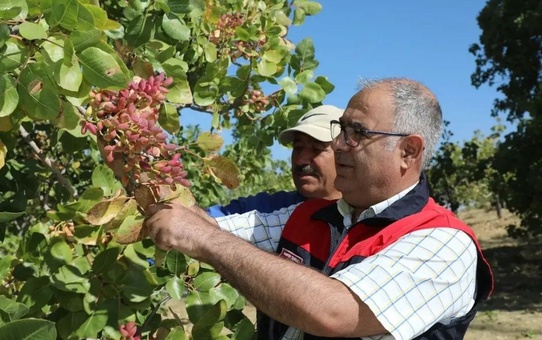 Elazığ'da 45 üreticinin Antep fıstığı hasadı başladı, 38,4 ton rekolte bekleniyor
