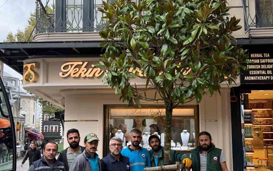Fatih Nuruosmaniye'de kesilen ağacın yerine Fatih Belediyesi 7 metrelik manolya dikti