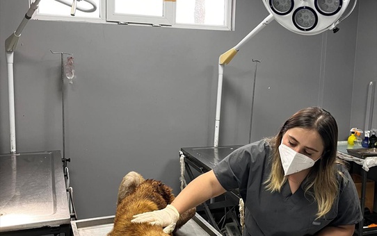 Ordu Aybastı'da çenesine demir batan sahipsiz köpek tedavi için hastaneye getirildi