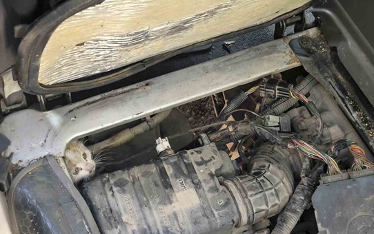 Erzincan'da Yeni Sanayi Sitesi'nde aracın motoruna sıkışan yavru kedi kurtarıldı