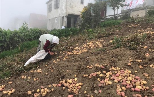Güce yaylalarında nisan ayında toprakla buluşturulan patateslerin hasadı başladı