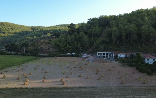 Gökova susamı Yalabuk Ovası'nda kurumaya bırakıldı, gümüller ovayı sardı