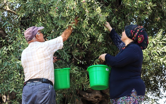 Antalya'da zeytin hasadı başladı, rekolte yüzde 30 artışla 70 bin tona çıkacak