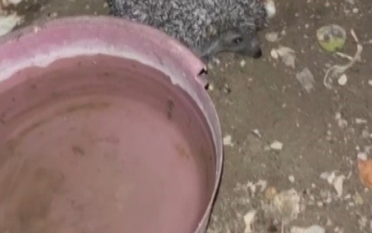 Bayburt'ta aynı evin önüne gelen kirpiye ekmek verildi, ardından tilki de geldi