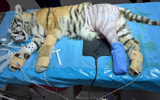 Bursa'da hayvanat bahçesindeki 3 aylık kaplan yavrusu BUÜ'de ameliyatla iyileşti