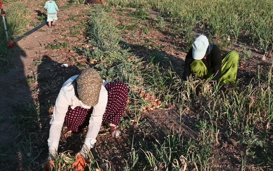 Yozgat Aydıncık'ta soğanda pembe kök hastalığına doğal çözüm hasat sağladı