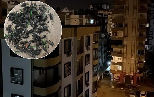 Şehirde kimse uyuyamıyor! Ses geceleri 100 desibele çıkıyor