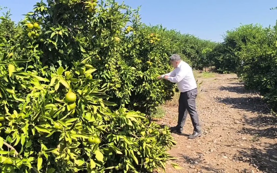 Hatay Erzin'de üretici Özsoy, 43-45 liralık market fiyatının doğal olduğunu söyledi