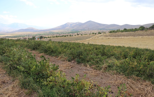 Kayseri Tomarza'da 10 bin kök aronya yetiştiren Erbay, alıcı bulamıyor
