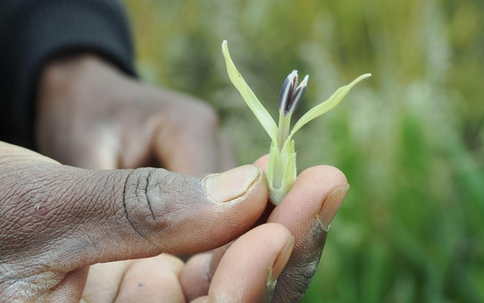 Araştırma, Kenya Elgon Dağı filleri hastalanınca 35 bitki türü kullandığını öne sürüyor