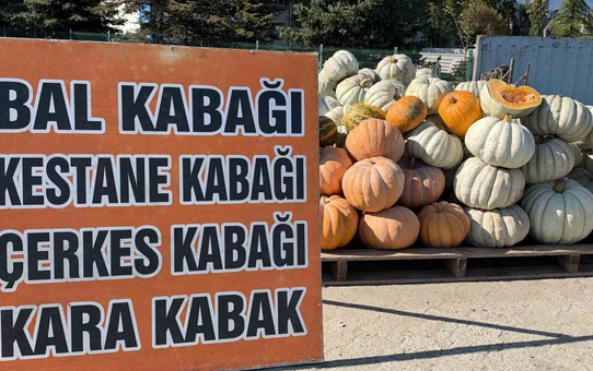 Düzce İhsaniye'de yetişen Düzce kabağı İngiltere, Almanya ve Fransa'ya gönderiliyor