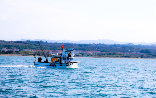 Sakarya Kocaali'de palamut bolluğu yaşanıyor, tekneden çifti 100-120 lirayı buluyor