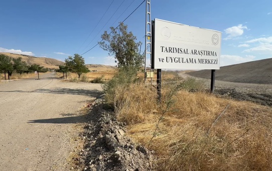 Yozgat Bozok Üniversitesi ithal hibritlere alternatif yerli etlik piliç üretecek