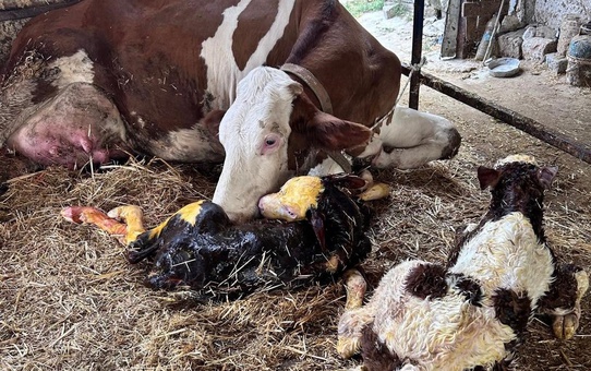 Tekirdağ Hayrabolu'da ikiz buzağı doğuran inek sahibine çifte mutluluk yaşattı