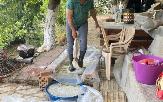 Aydın'ın Karacasu ilçesinde üzümler asırlık yöntemle sıkılıp pekmeze dönüştürülüyor