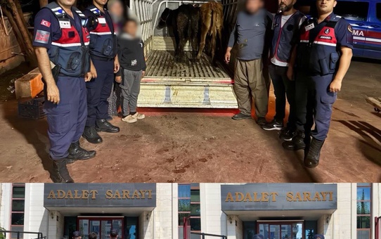 Korkuteli'de çalınan hayvanlar Burdur Çavdır'da satıldı, 1 şüpheli tutuklandı