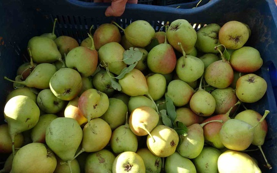 Malatya Akçadağ'da coğrafi işaretli armut hasadı başladı, kilogramı 50-100 TL