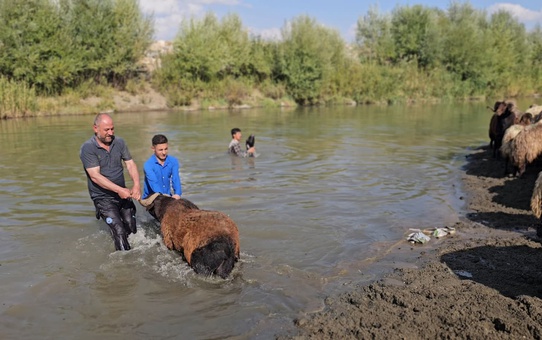Muş Hasköy'de besici Erkan Türe, koyunlarını çocuklarıyla Karasu Nehri'nde yıkıyor