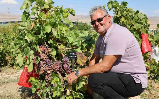 Nevşehir Gülşehir'de Mehmet Kılıç, 15 yılda 45 çeşitten 650 üzüm çeşidine ulaştı