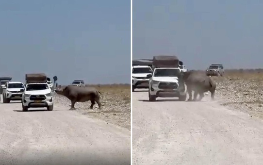 Turistlerin yüreği ağzına geldi! Bir tonluk dev hayvan arabayı parçalıyordu
