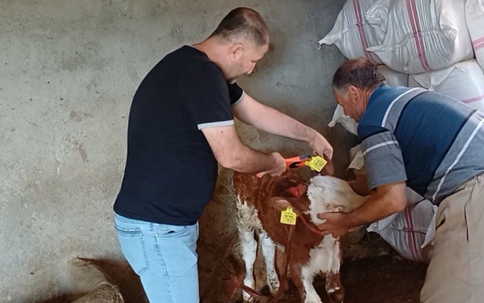 Şırnak'ta veteriner ekipleri Bahçelievler, Şehrinuh'ta hayvanları aşılayıp küpeliyor