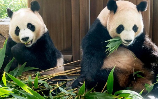 Dev panda ikizleri Rui Bao ile Hui Bao aralığın üçüncü haftasında Çin'e dönecek