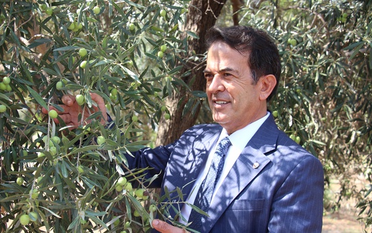 Antalya Zeytinpark'taki 1200 yıllık zeytin ağacından 80-90 kilogram ürün bekleniyor