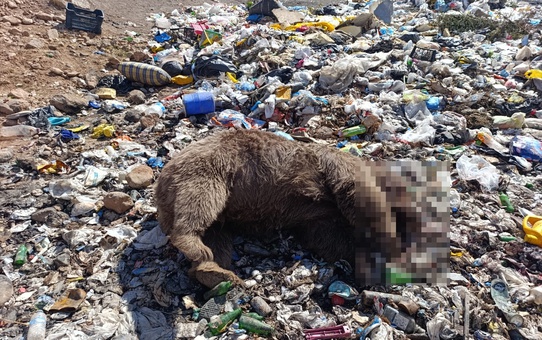 Kiğı'daki çöp sahasında 3 bozayı kurşunlanmış olarak bulundu: Dernekten araştırma çağrısı