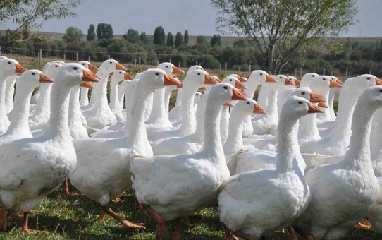 Kars kazında besi dönemi başladı, üreticiler dışarıdan gelen kazlardan yakındı