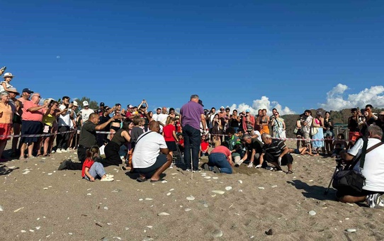 Kemer Çıralı'da son caretta yuvası açıldı, 3 bin 500 caretta denize ulaştı