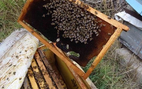 Yozgat Sorgun'da kenevir yanındaki arılara varroa ilacı verilmeden bal üretildi