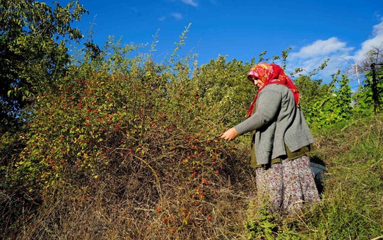 Gümüşhane'de 27 kuşburnu türünün 17'si yetişiyor, marmelat mesaisi sürüyor