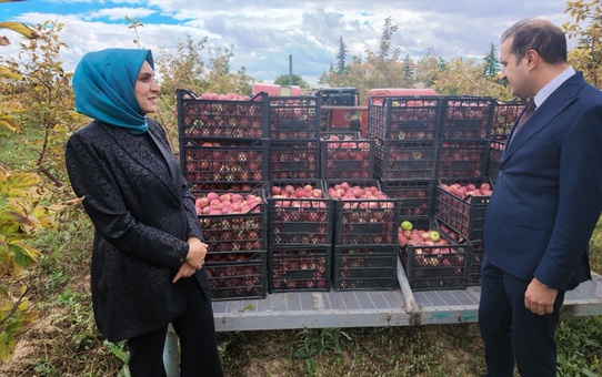 Karaman Cezaevi'nde 4 bin elma ağacının hasadına Başsavcı da katıldı