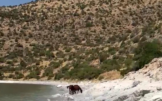 Van Gevaş'ta tepelerde dolaşan yılkı atları Van Gölü manzarasıyla görüntülendi