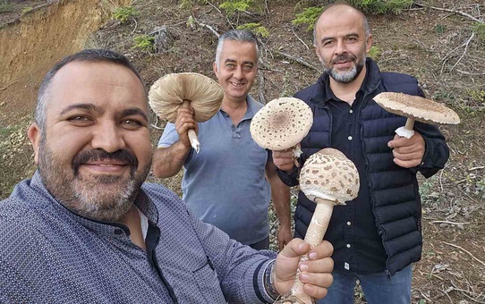Konya Beyşehir'de mantar severler büyük mantarları mini motorlu testereyle kesti